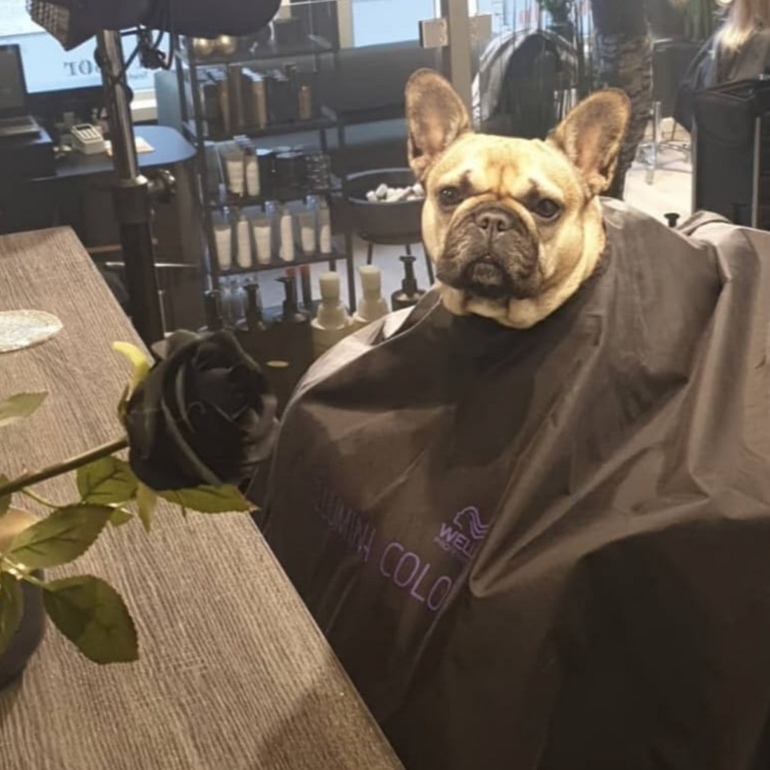 hund hos frisør